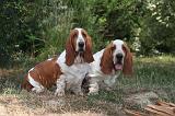 BASSET HOUND 147